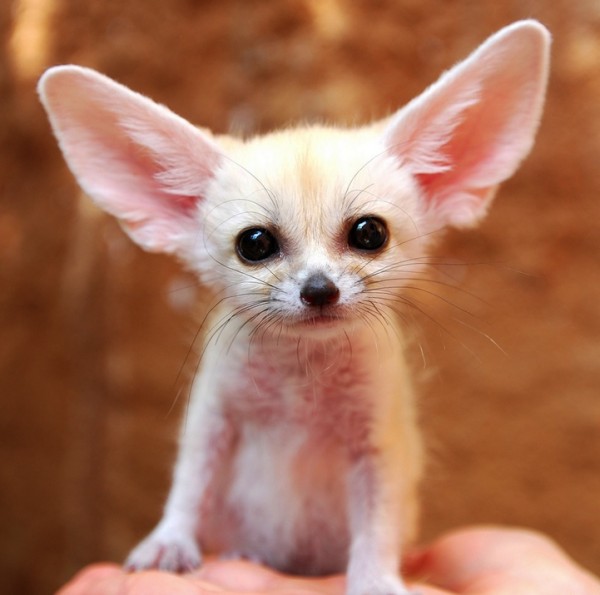 fennecfox00