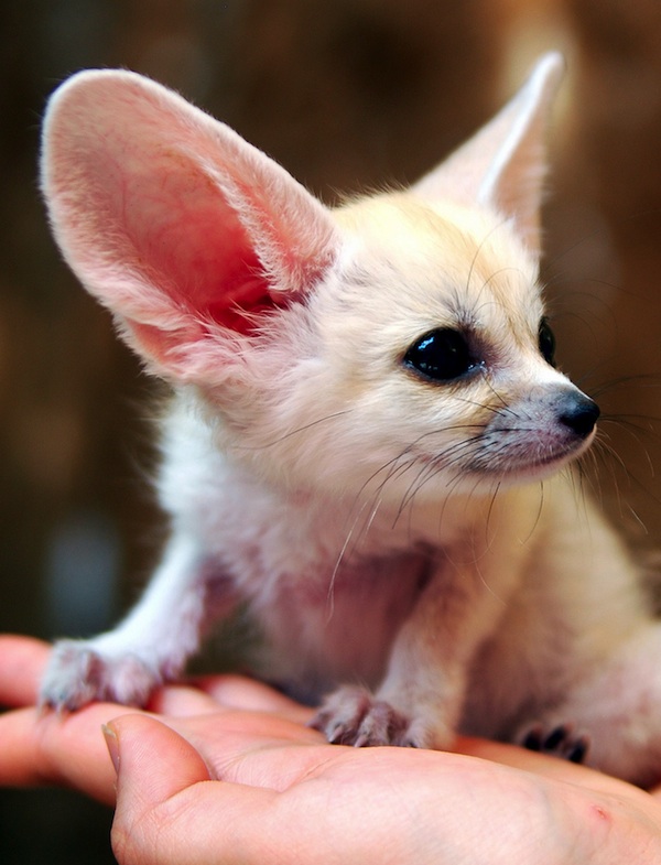 fennecfox02