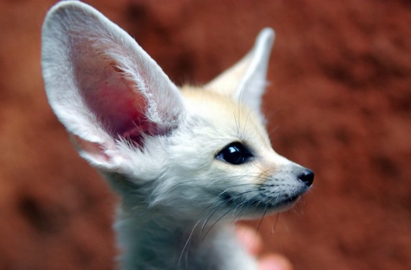 fennecfox03