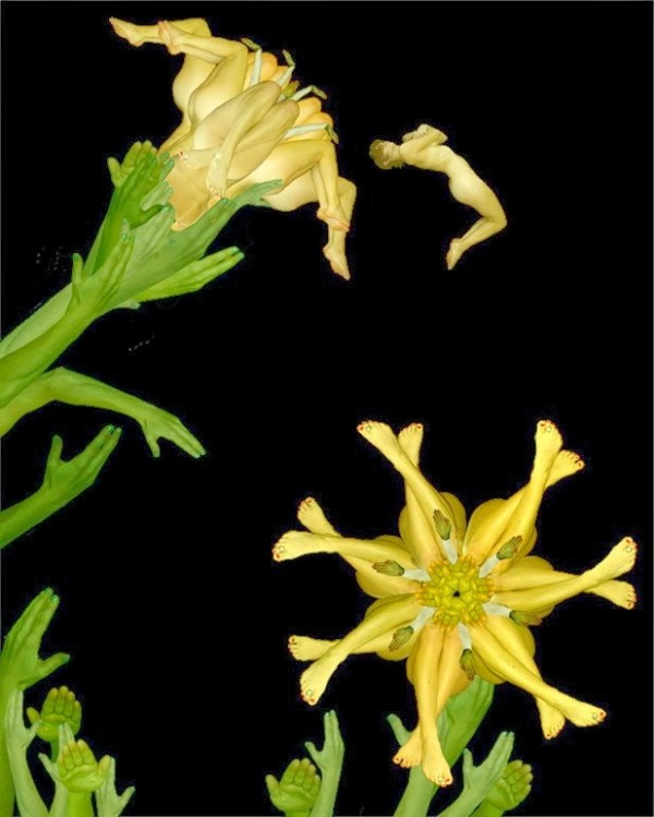 cecelia webber we art