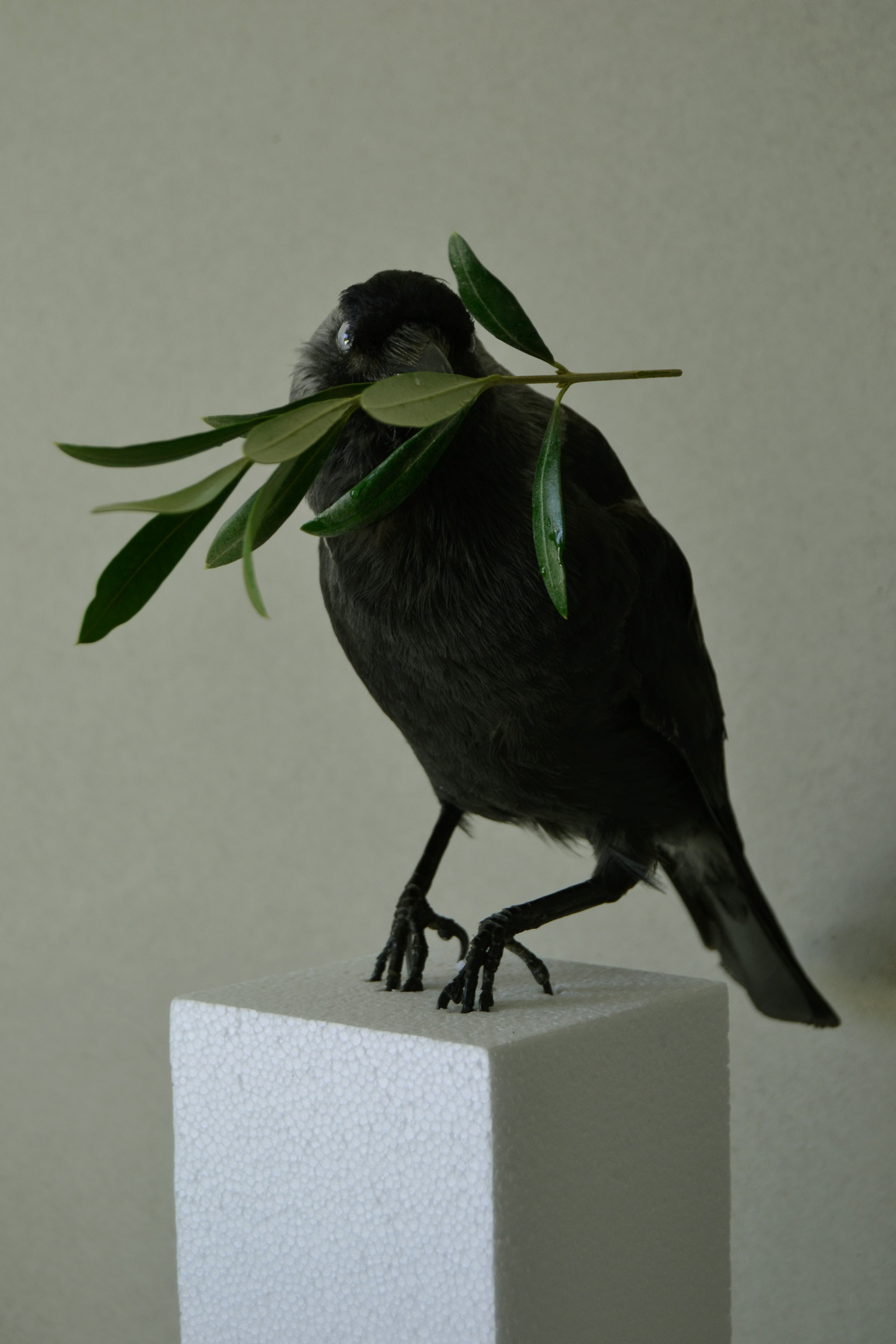 Peace assemblage ,taxidermy bird and olive branch,40x30cm 2014.